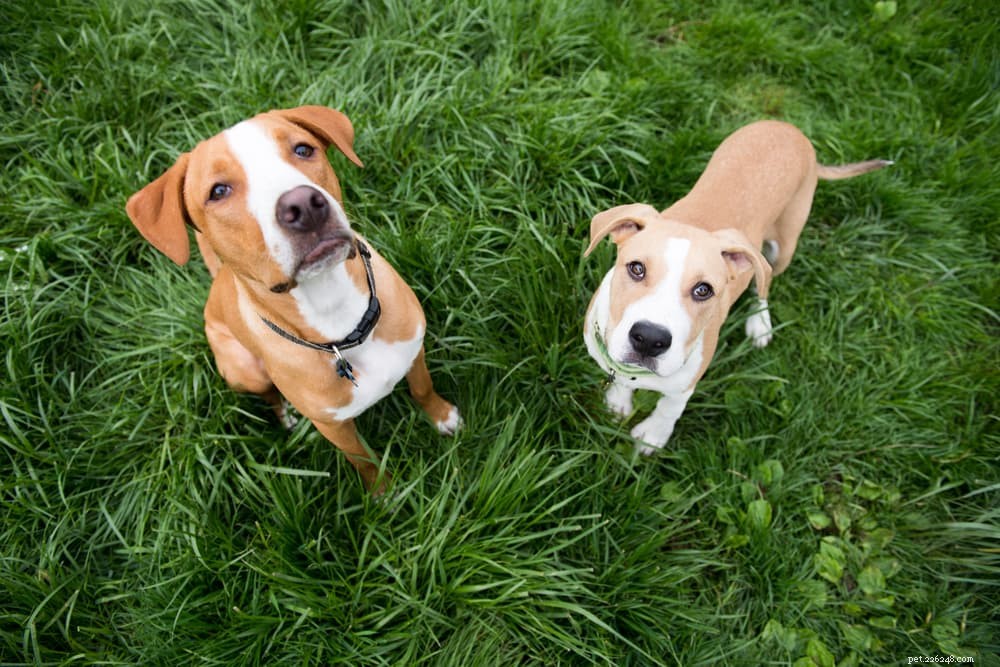 Hondenvitaminen:zijn ze nodig?