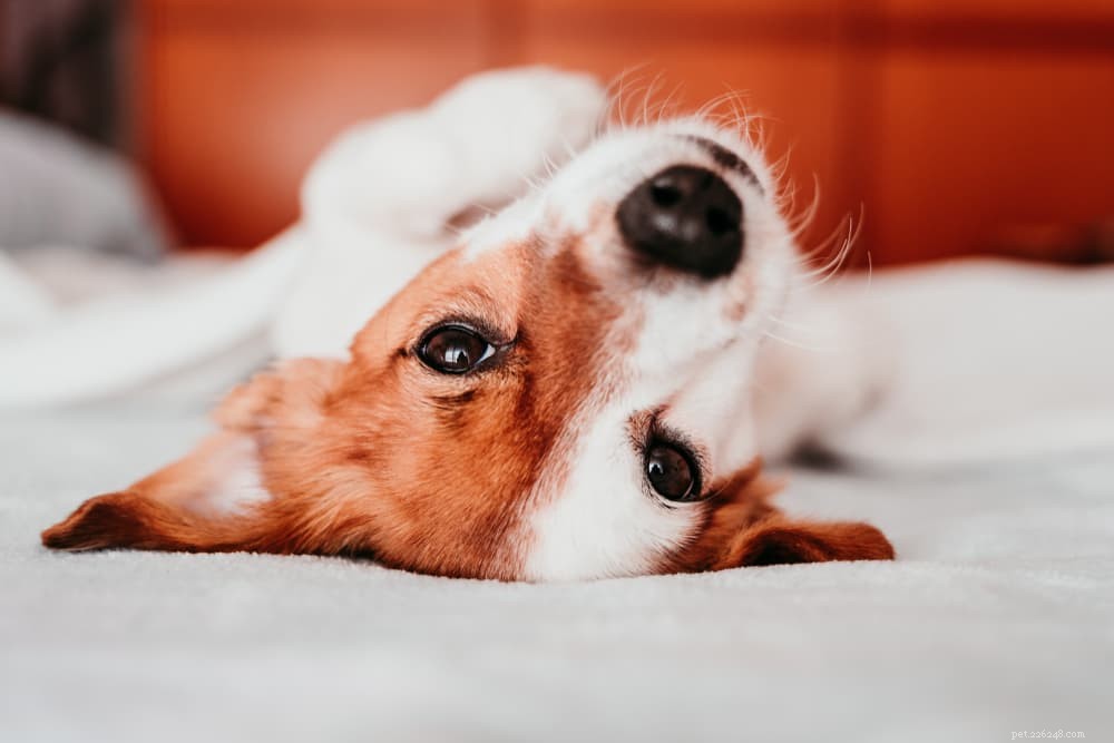 Hondenvitaminen:zijn ze nodig?