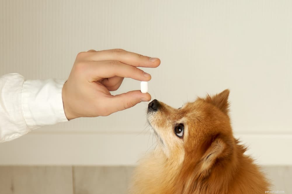 Витамины для собак:нужны ли они?