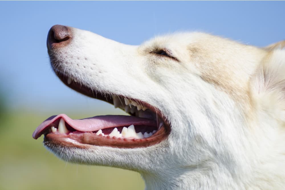 Můžou psi jíst kosti?