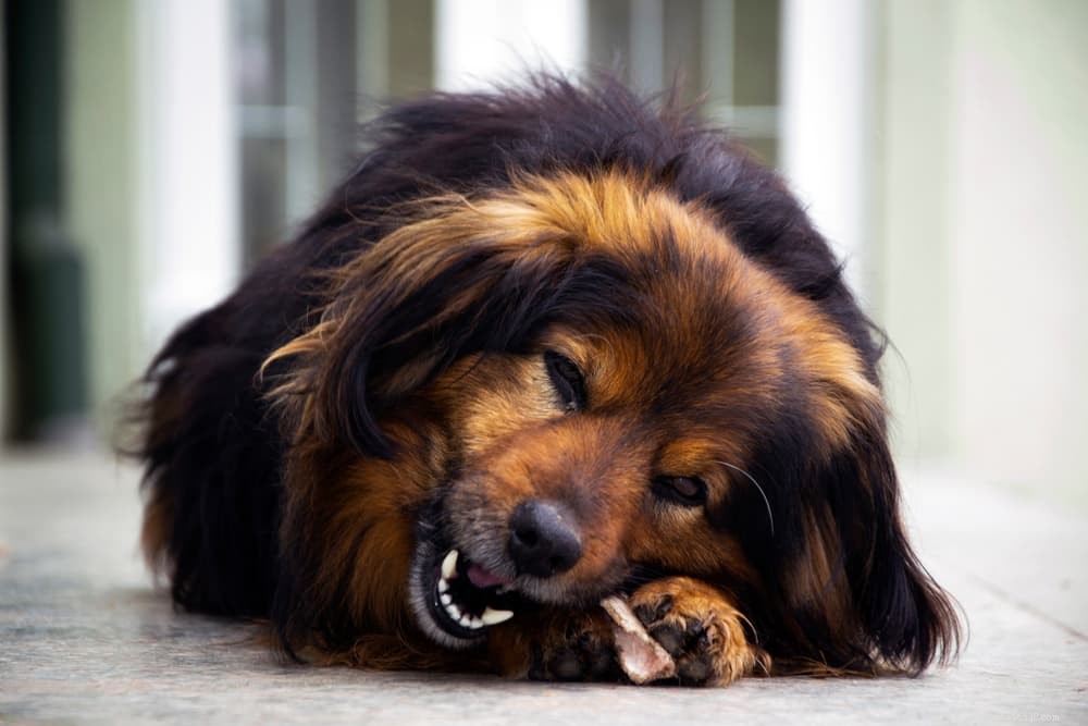 Můžou psi jíst kosti?