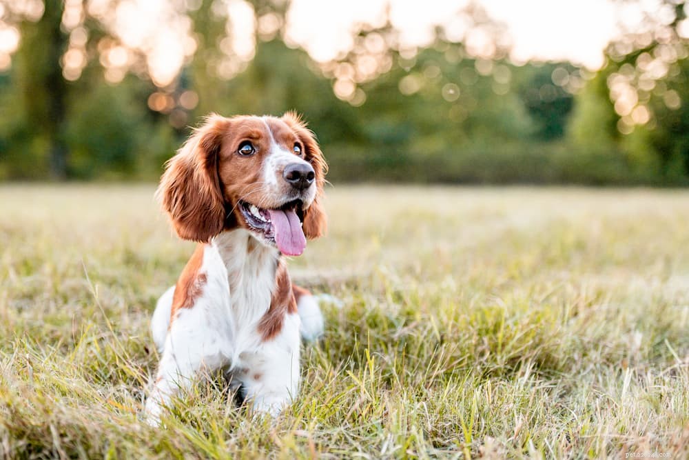 Veganistisch hondenvoer:7 eiwitbronnen om te weten