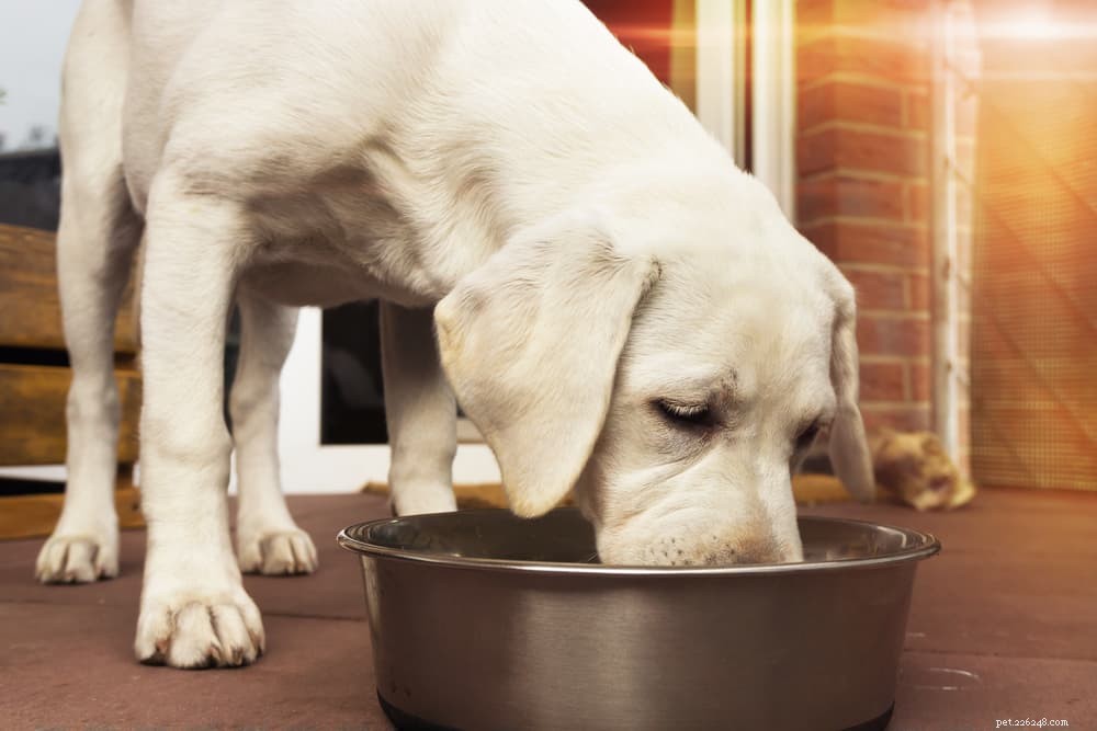 Veganské krmivo pro psy:7 zdrojů bílkovin, které byste měli znát