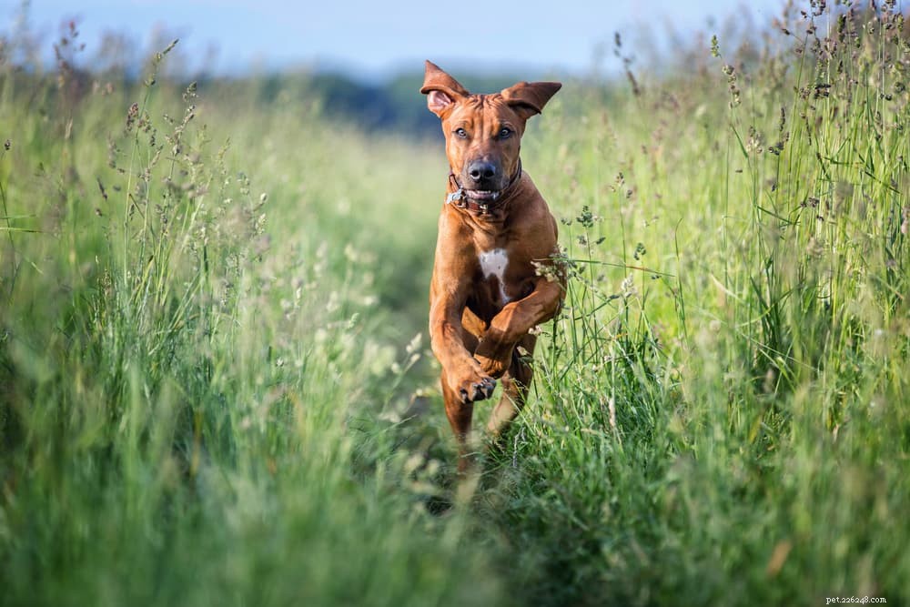 Veganistisch hondenvoer:7 eiwitbronnen om te weten