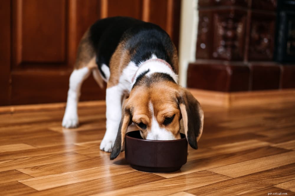 Alimentos veganos para cães:7 fontes de proteína para conhecer