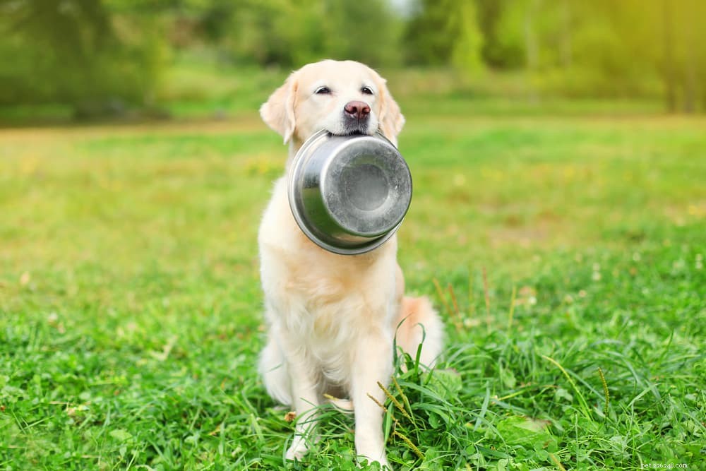 Veganské krmivo pro psy:7 zdrojů bílkovin, které byste měli znát