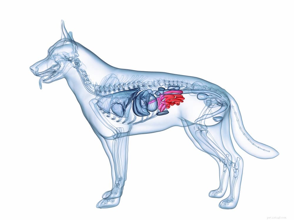 Spijsverteringsenzymen voor honden
