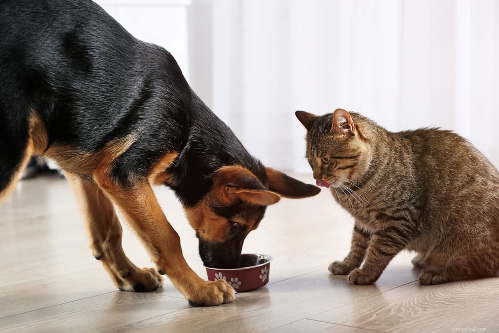 Matsmältningsenzymer för hundar