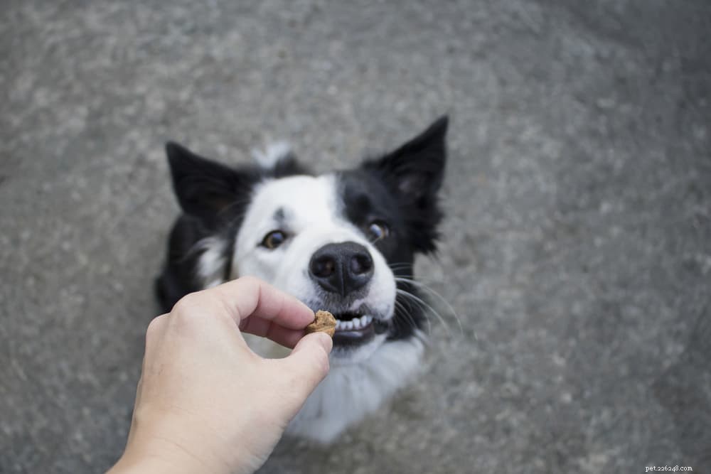 Enzymes digestives pour chiens