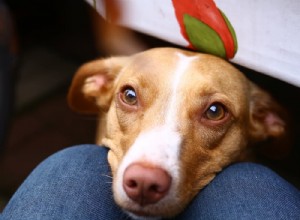 Полезна ли папайя для собак?