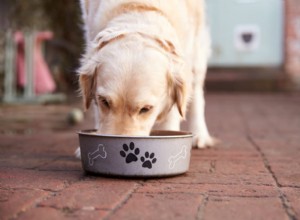 Kunnen honden zalm eten?