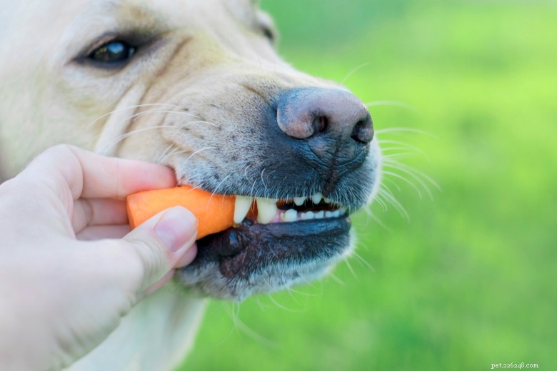 Vitaminen en mineralen die nodig zijn in hondenvoeding
