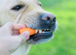 Vitaminen en mineralen die nodig zijn in hondenvoeding