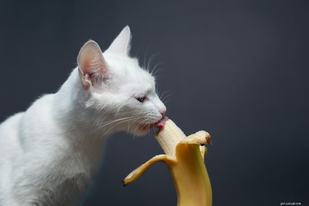 Kunnen katten bananen eten?