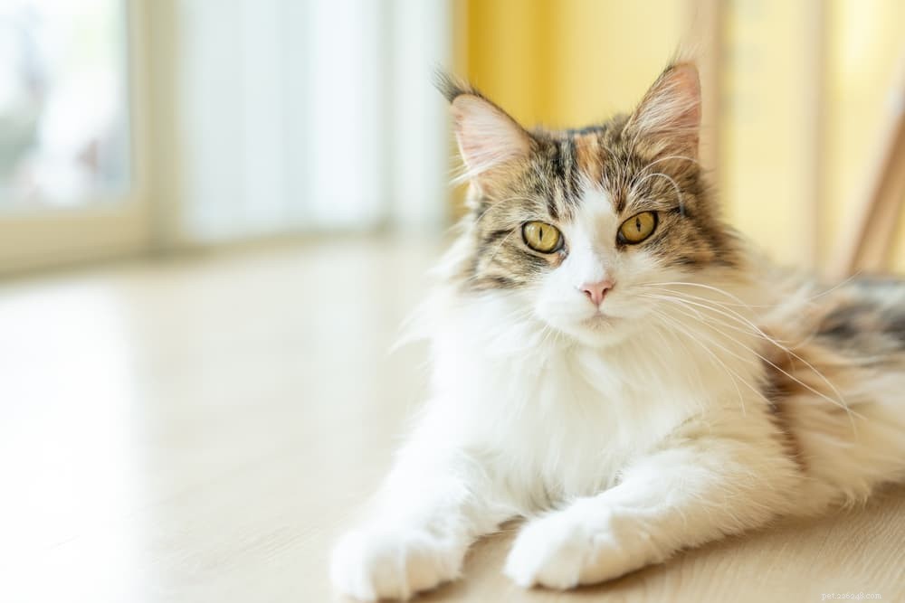 Сырой корм для кошек:6 лучших вариантов для вашего голодного хищника