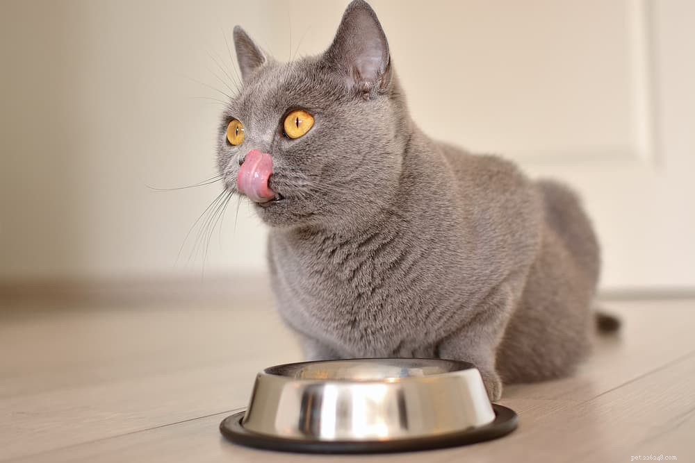 고양이 생식:배고픈 육식 동물을 위한 최고의 음식 6가지