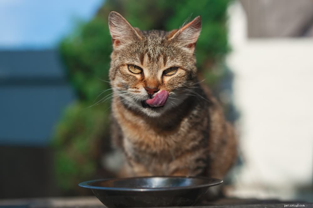 Syrové krmivo pro kočky:6 nejlepších tipů pro vašeho hladového masožravce
