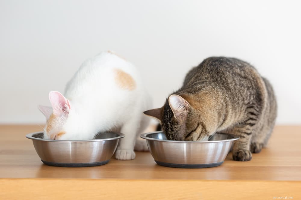 Nourriture crue pour chat :6 meilleurs choix pour votre carnivore affamé