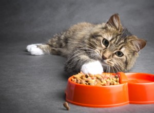 고양이가 음식을 토하는 이유는 무엇입니까?