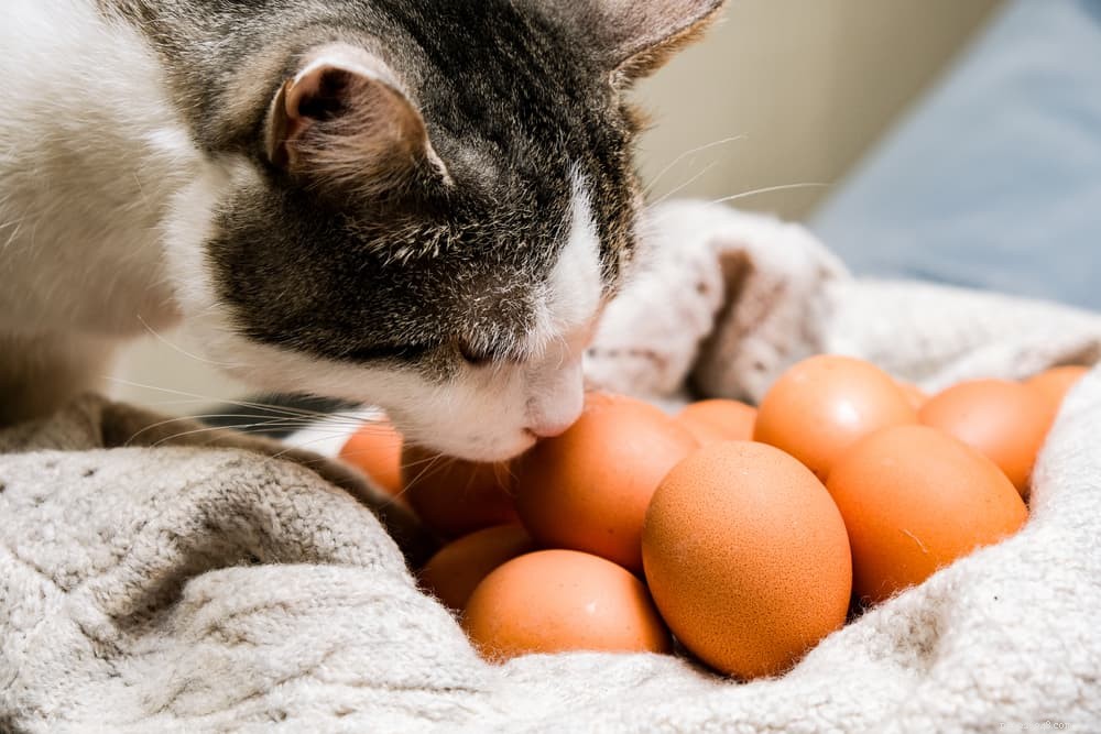 Kunnen katten eieren eten?
