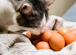 Могут ли кошки есть яйца?