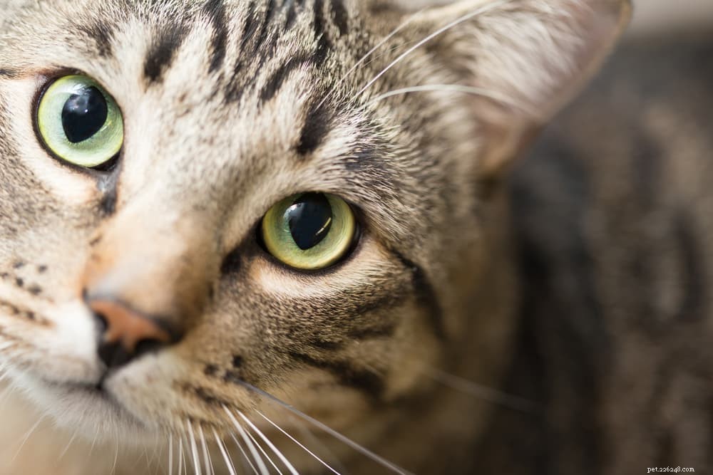 Alergias a comida de gato:causas e tratamentos comuns