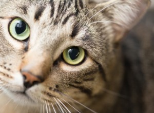 Kattfoderallergier:vanliga orsaker och behandlingar
