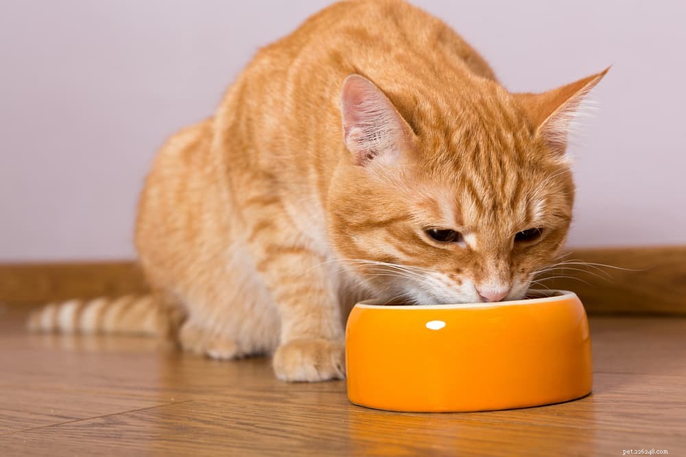 고양이 사료 알레르기:일반적인 원인 및 치료법