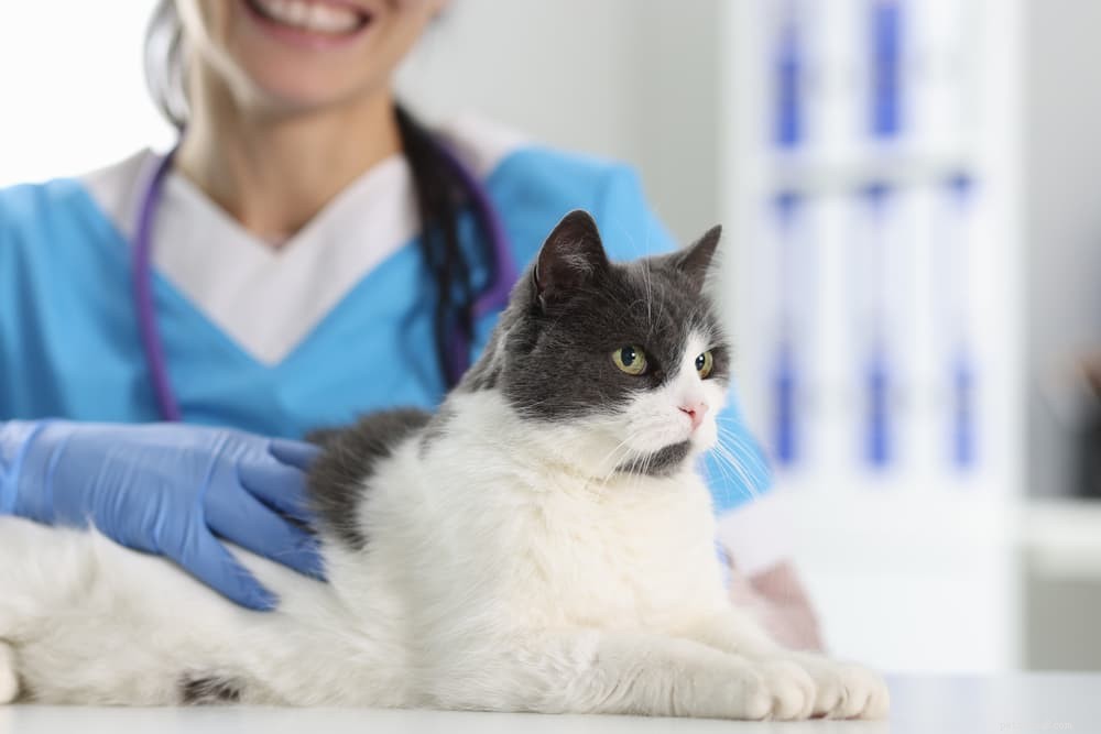 고양이 사료 알레르기:일반적인 원인 및 치료법