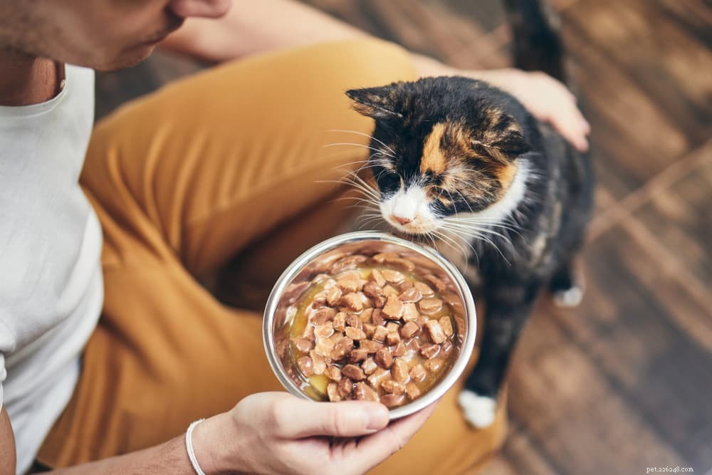 Alergias a comida de gato:causas e tratamentos comuns