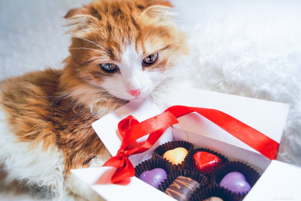 Kan katter äta choklad?