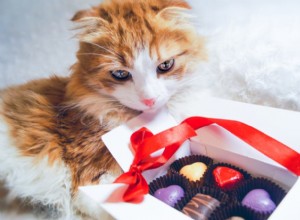Gatos podem comer chocolate?