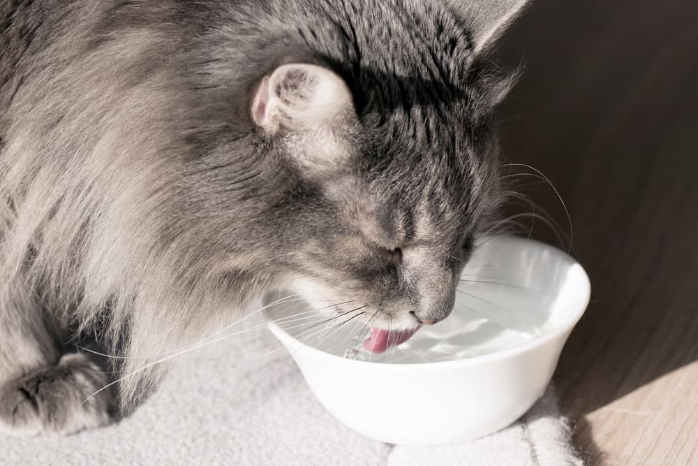 Per quanto tempo un gatto può stare senz acqua?