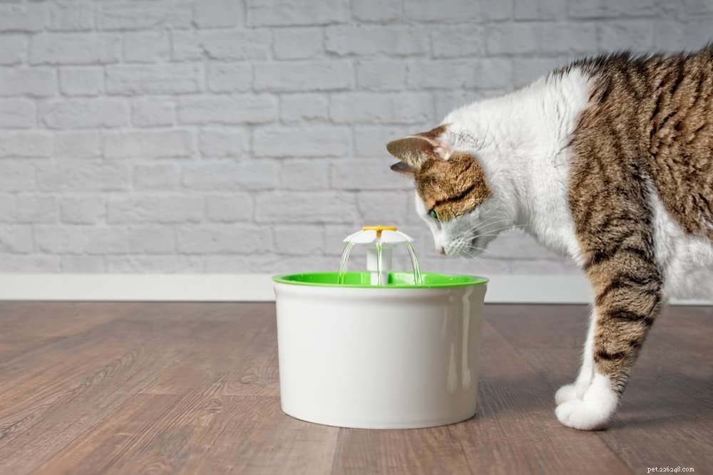 Hoe lang kan een kat zonder water?