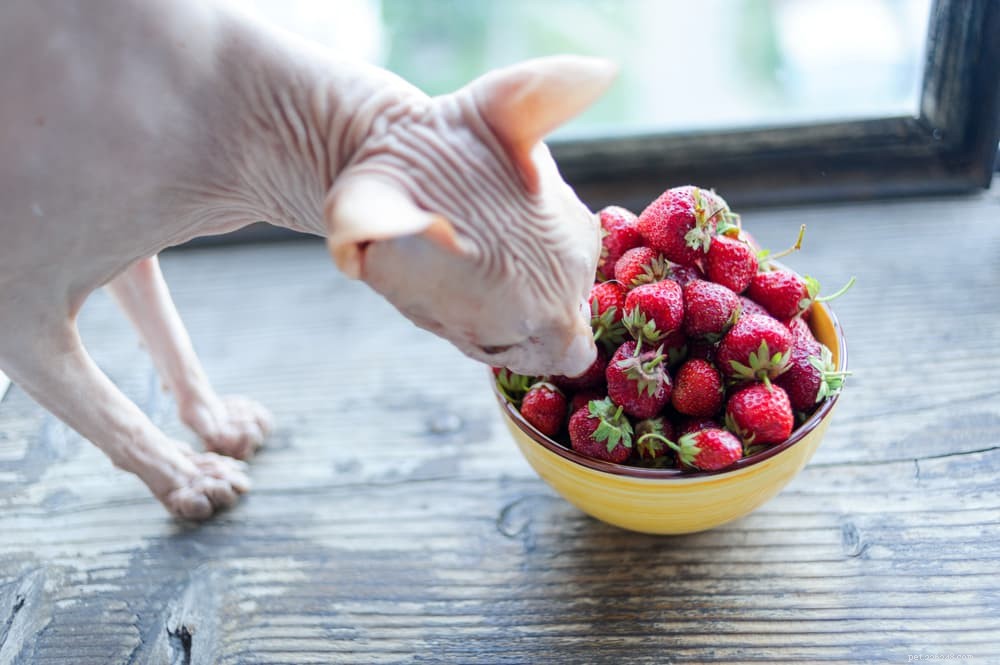 I gatti possono mangiare le fragole?