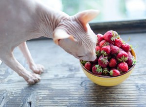 猫はイチゴを食べることができますか？ 