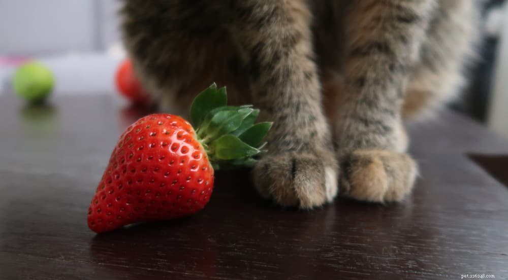 고양이가 딸기를 먹을 수 있습니까?