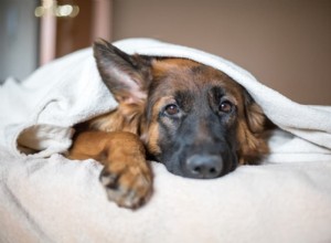 6 пород собак с тревогой разлуки