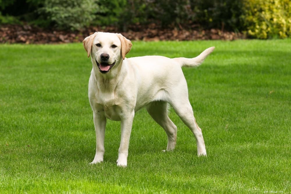 6 raças de cães com ansiedade de separação