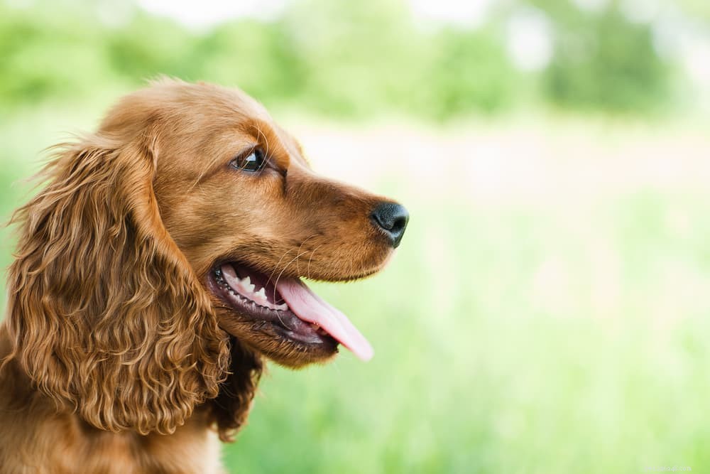 6 razze canine con ansia da separazione