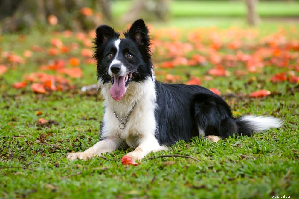 6 races de chiens souffrant d anxiété de séparation
