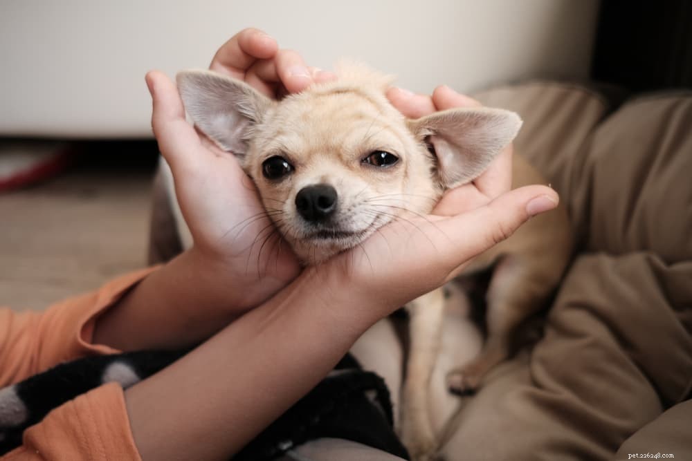 6 raças de cães com ansiedade de separação