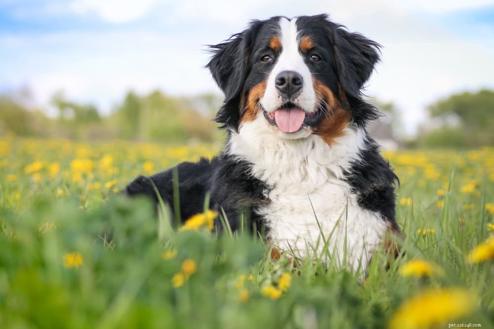 Le 8 migliori razze di cani più calme
