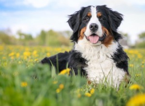 Top 8 des races de chiens les plus calmes