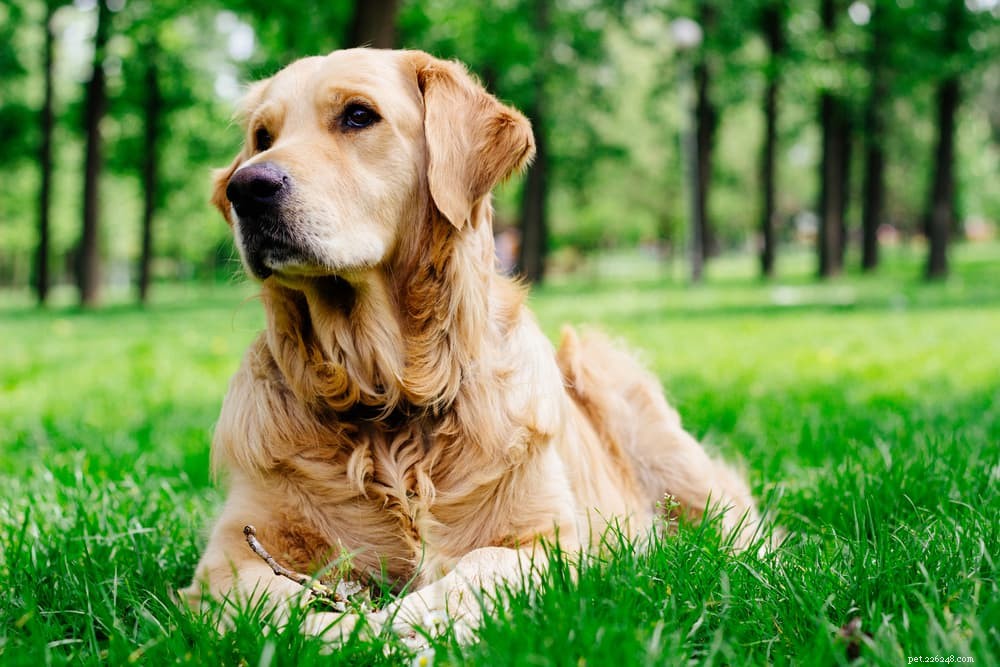 Top 8 des races de chiens les plus calmes