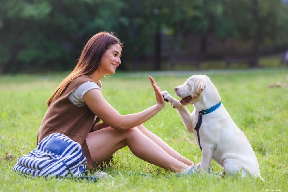7 gemakkelijkst te trainen hondenrassen