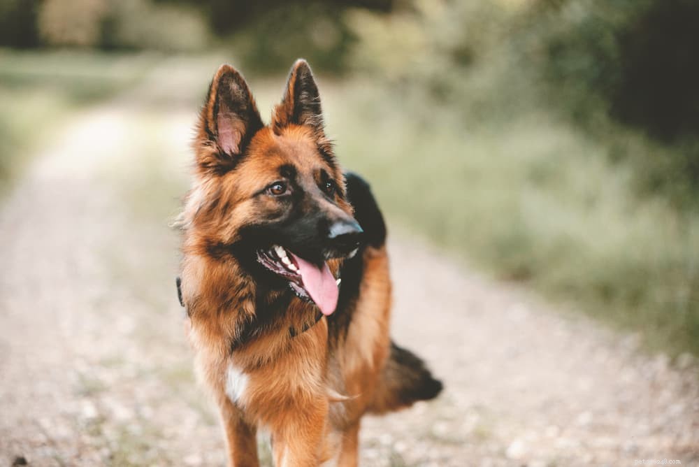 7 raças de cães mais fáceis de treinar