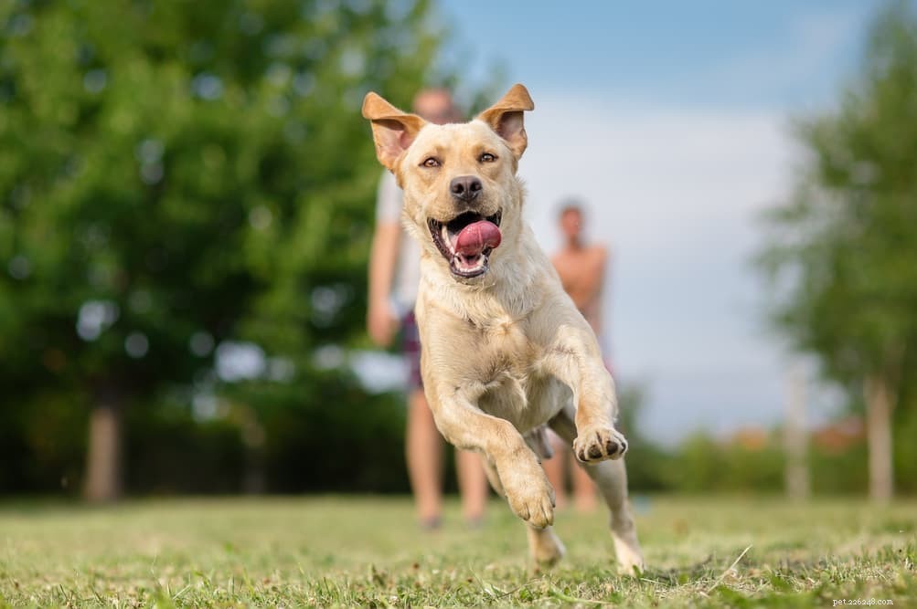 10 races de chiens les plus actives