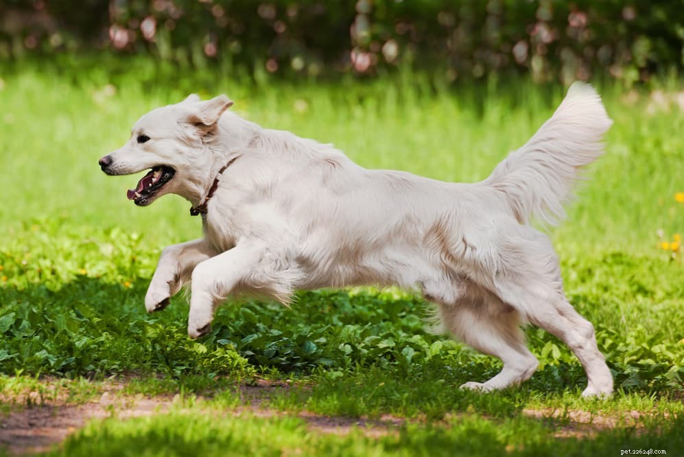 10 races de chiens les plus actives