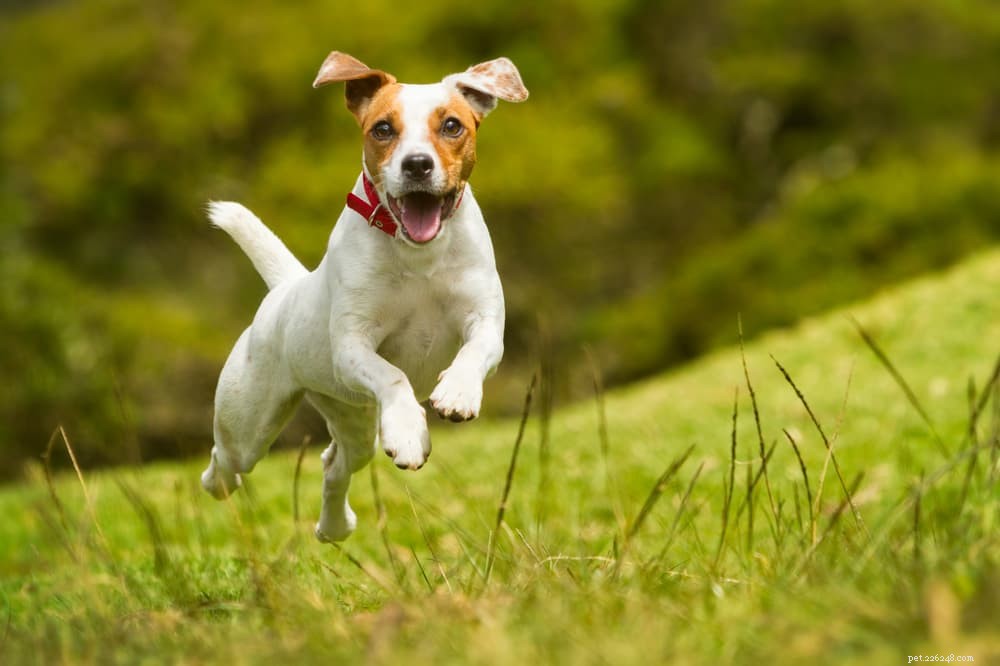 10 raças de cães mais ativas